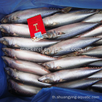 แช่แข็ง BQF Pacific Mackerel ขนาด 100-200g 200-300g 10kg